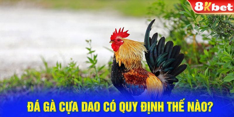 Đá gà cựa dao có quy định thế nào?